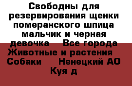 Свободны для резервирования щенки померанского шпица мальчик и черная девочка  - Все города Животные и растения » Собаки   . Ненецкий АО,Куя д.